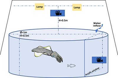 Understanding species responses in a changing world by examining the predatory behaviour of southern calamari to changes in temperature